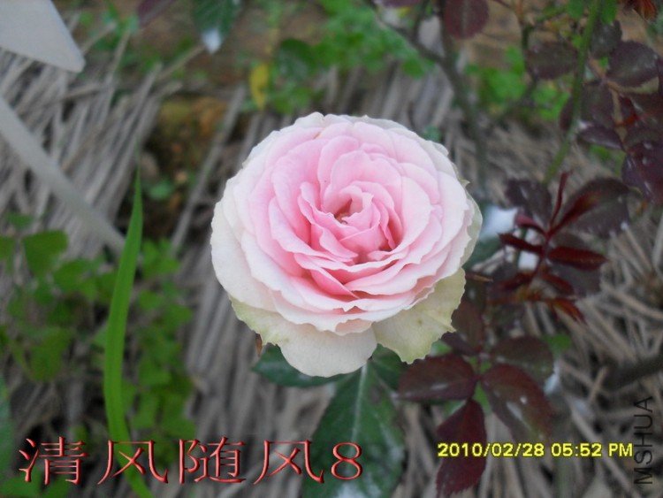 С����԰1 (8).jpg