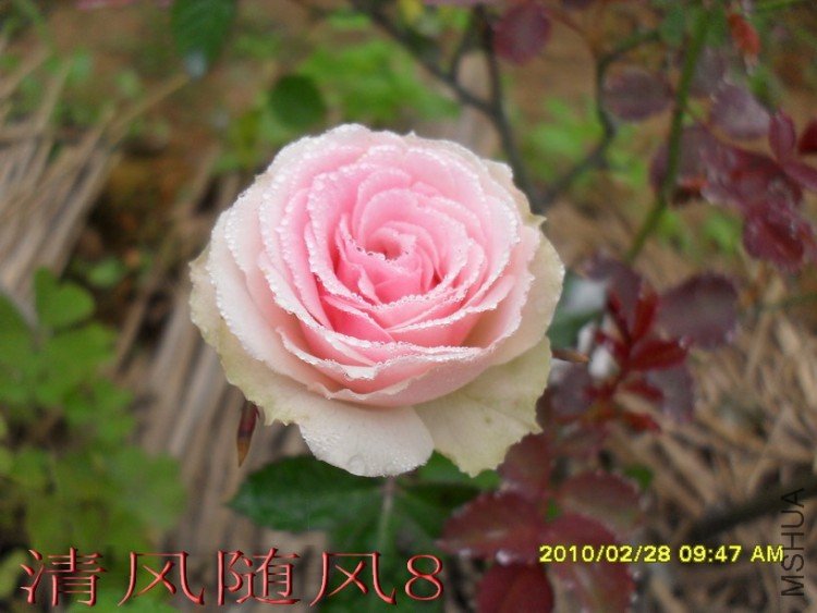 С����԰1 (27).jpg