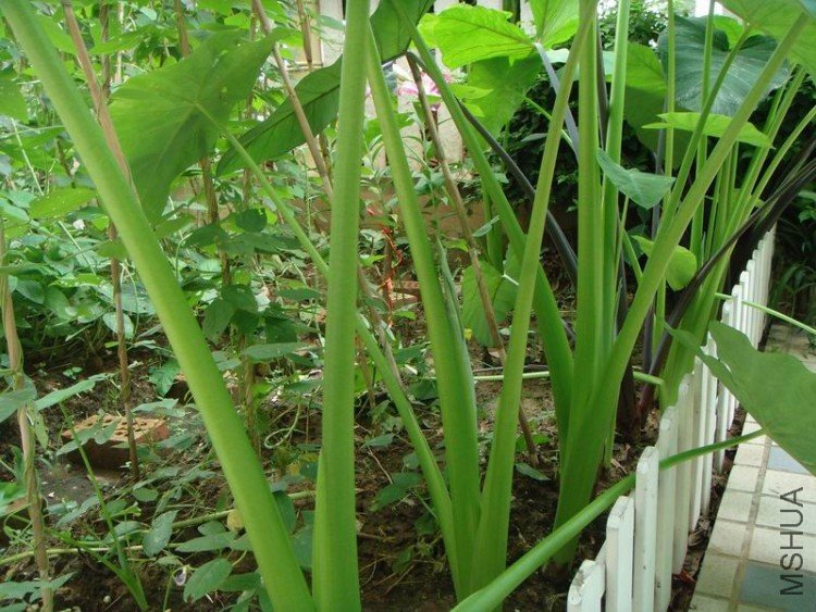 ������С DSC08413.JPG