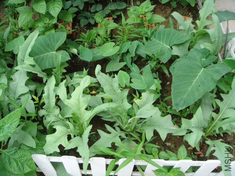 ������С DSC08418.JPG