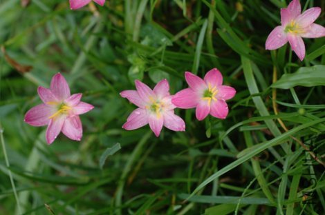 rosea2.jpg