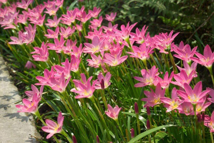 rosea3.jpg