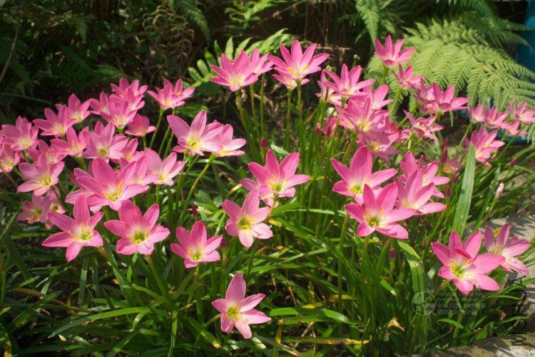 rosea4.jpg