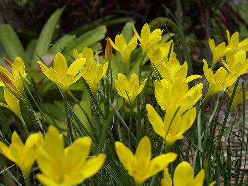 Zephyranthes citrina2.jpg