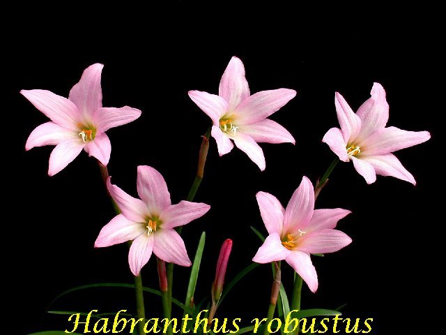 Habranthus_robustus_BD.jpg