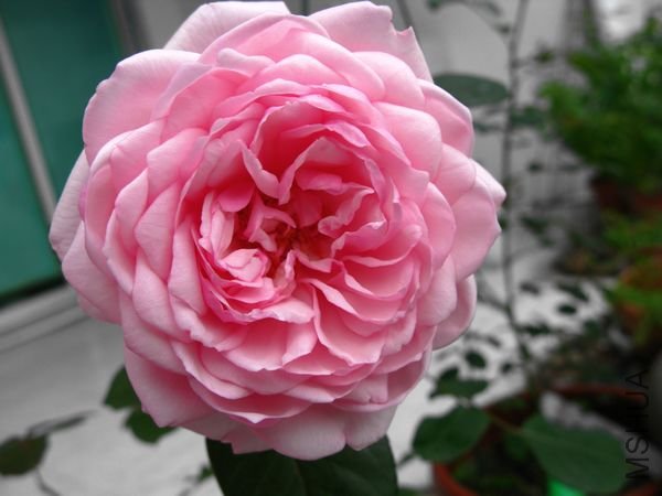 nEO_IMG_IMG_0005.jpg