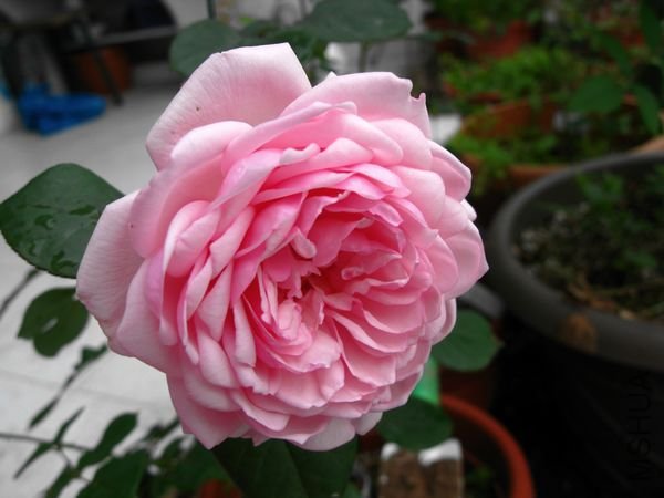 nEO_IMG_IMG_0004.jpg