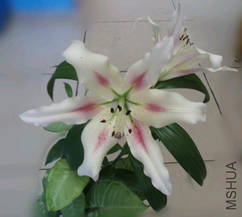 2010��ٺ�3.jpg