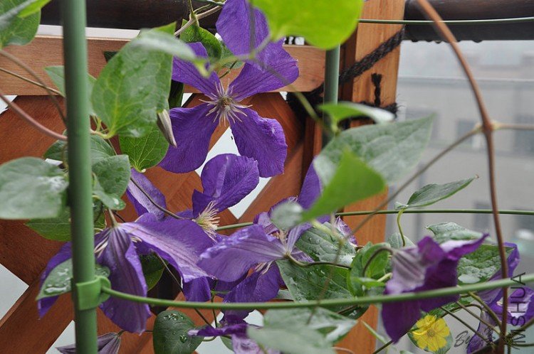 nEO_IMG_��Ƭ 006.jpg