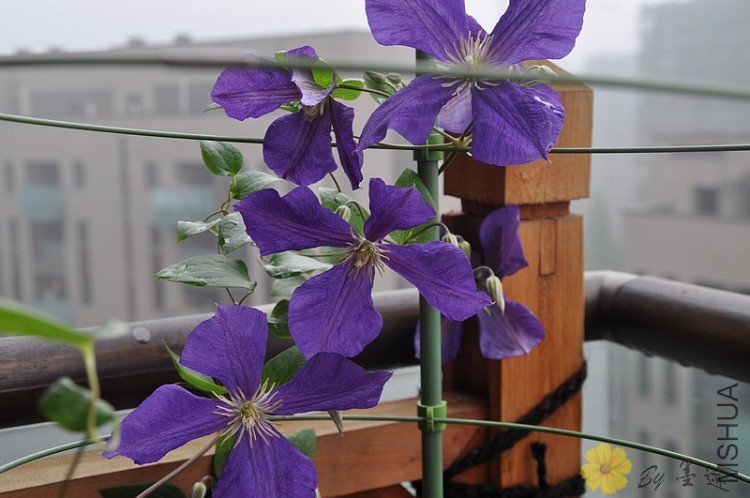 nEO_IMG_��Ƭ 005.jpg