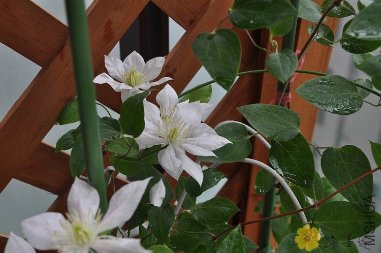 nEO_IMG_��Ƭ 011.jpg