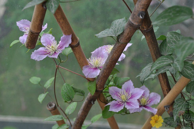 nEO_IMG_��Ƭ 014.jpg