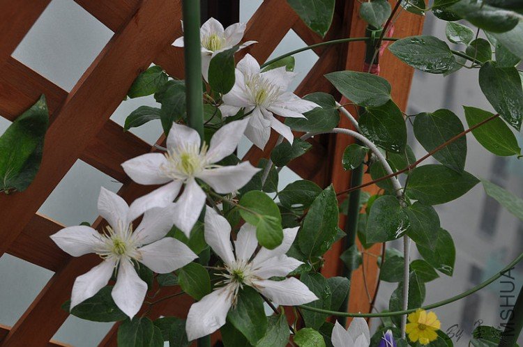 nEO_IMG_��Ƭ 010.jpg