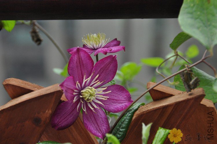 nEO_IMG_��Ƭ 009.jpg