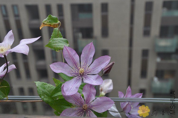 nEO_IMG_��Ƭ 008.jpg