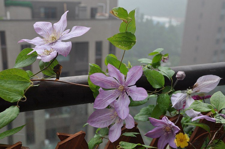 nEO_IMG_��Ƭ 007.jpg