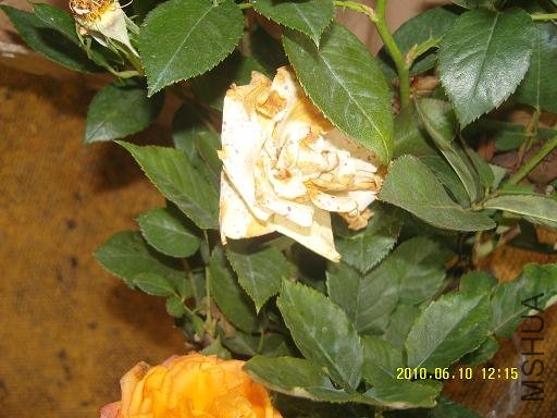 SNV82157.JPG