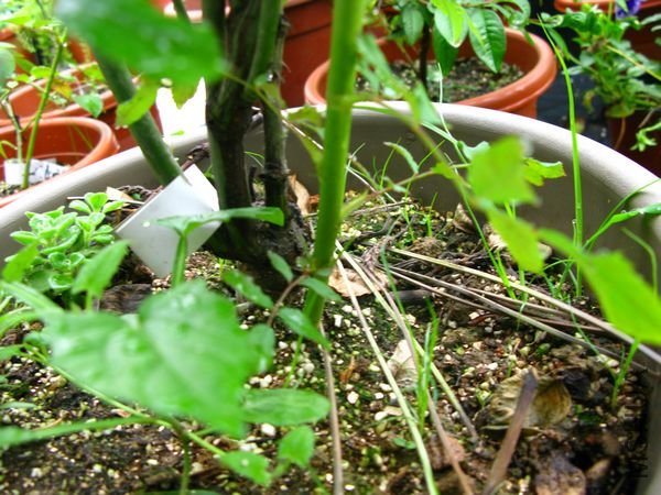 nEO_IMG_IMG_0012.jpg