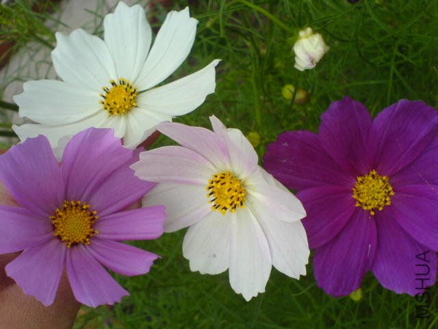 DSC04073.JPG