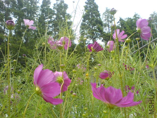 DSC03946.JPG