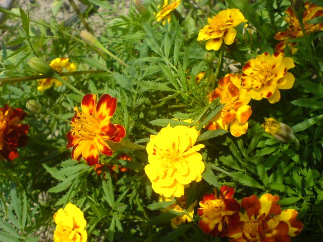 DSC03893.JPG