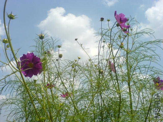 DSC03896.JPG