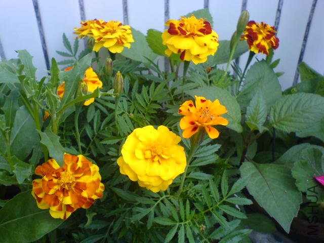DSC04055.JPG