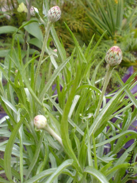DSC04091.JPG