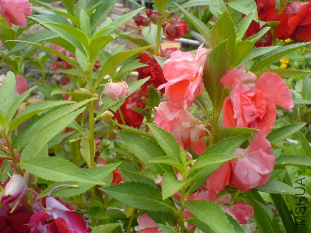 DSC03953.JPG