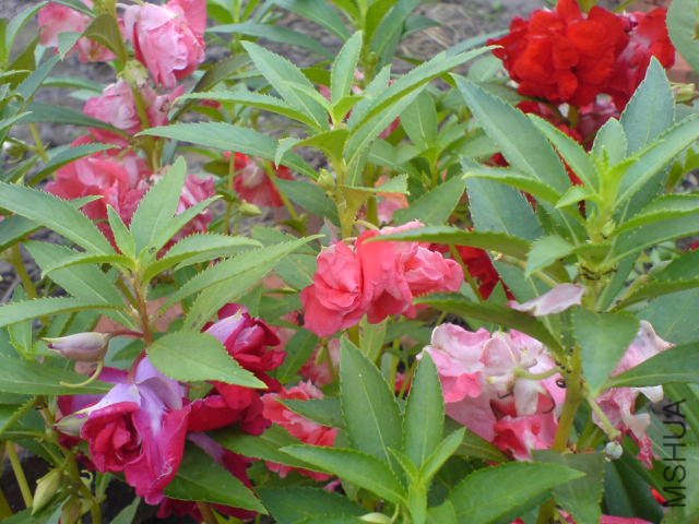 DSC04076.JPG