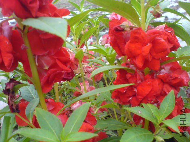 DSC04075.JPG