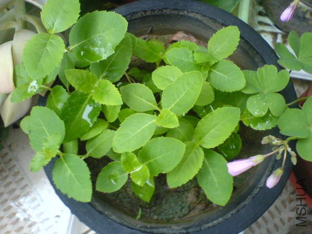 DSC04060.JPG