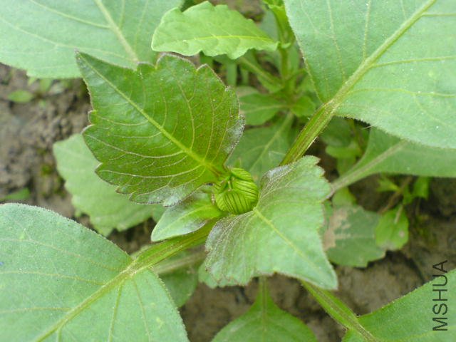DSC04077.JPG