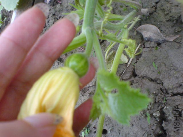 DSC04086.JPG