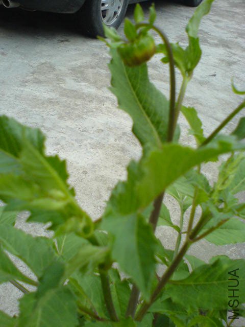 DSC04097.JPG