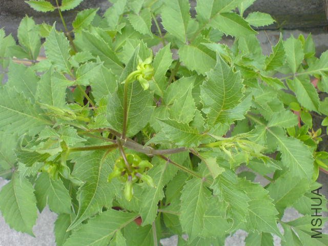DSC04098.JPG