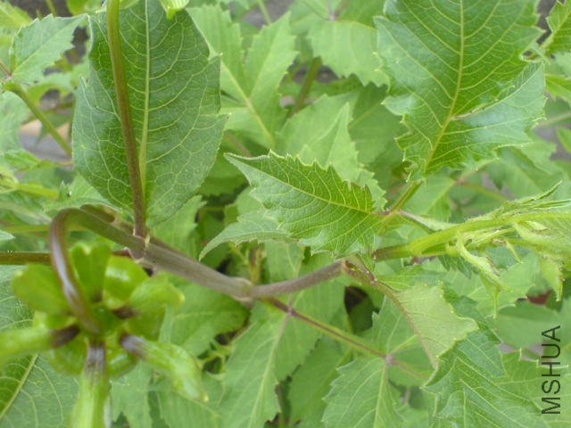 DSC04099.JPG