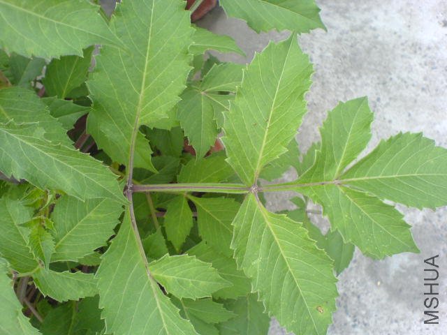 DSC04100.JPG