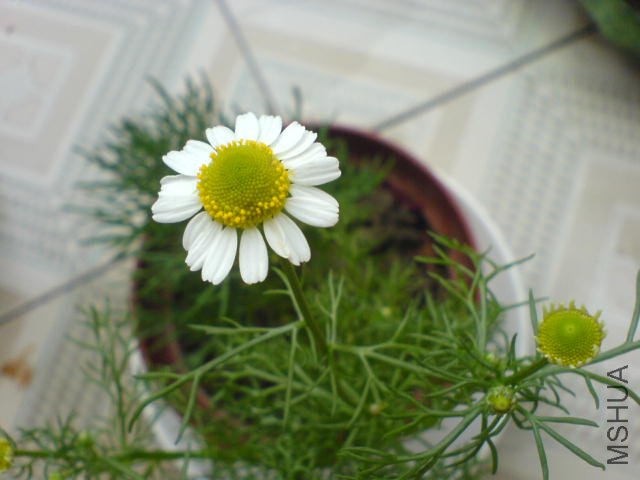 DSC04047.JPG