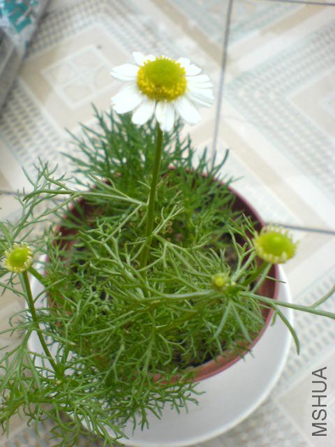 DSC04046.JPG