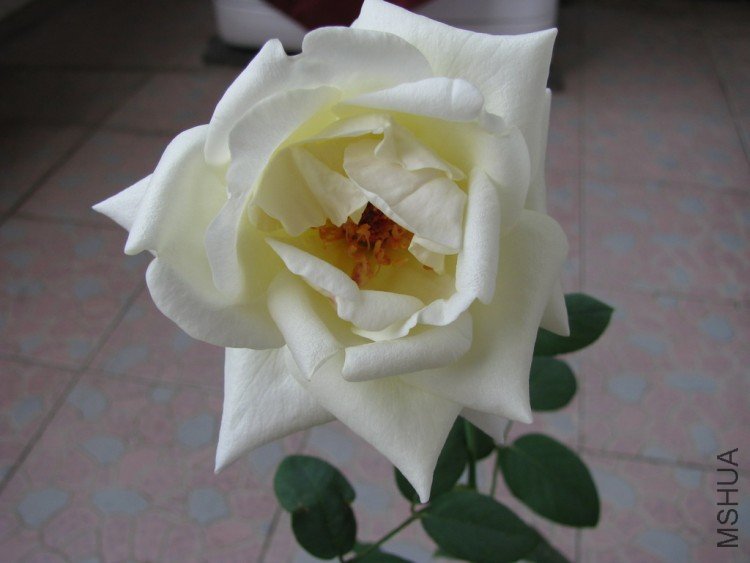 IMG_0029.jpg