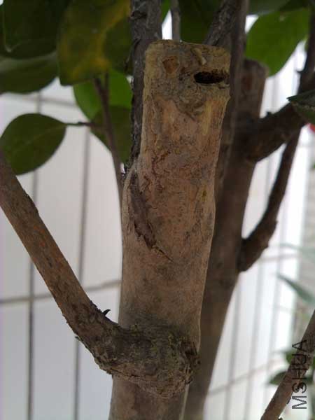 �ϻ������о���