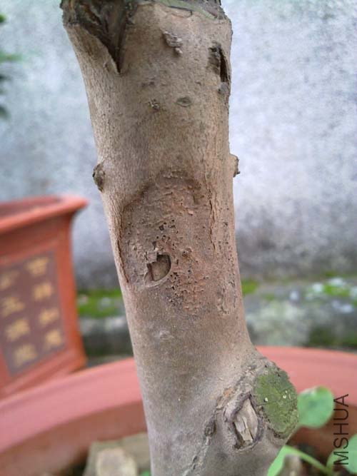 ����һ�������壬��������