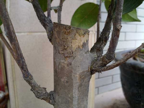 �ϻ������о���