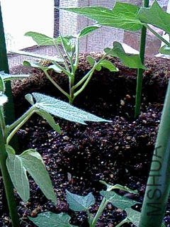 IMG00281.jpg