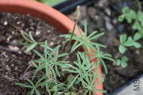 Oxalis  engleriana
