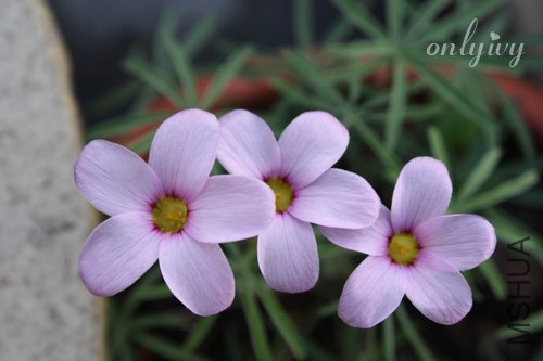 Oxalis  engleriana