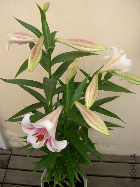 DSCN2116.JPG