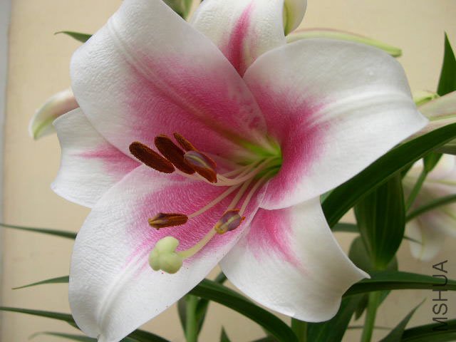DSCN2115.JPG