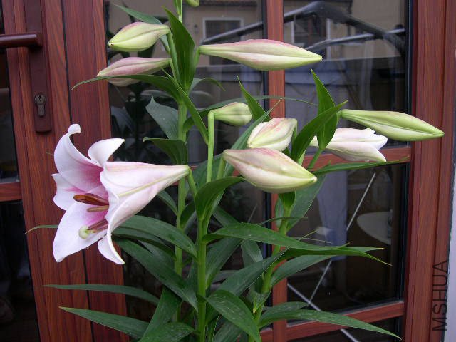 DSCN2114.JPG